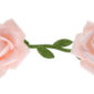 Occasions spéciales, mariage, guirlande, rose