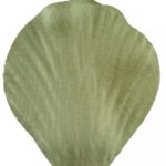 Occasions spéciales, mariage, petales, vert olive