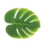 Anniversaire adulte, tropical, feuilles