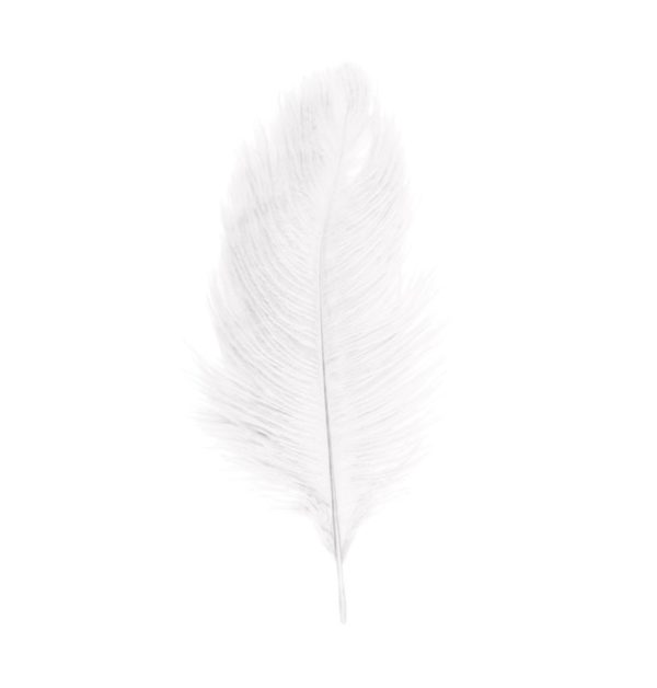 Décoration de table, plumes d'autruche, blanche