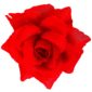 ACCESSOIRES DE FETE-ACCESSOIRES FLEURS-ROSE ROUGE-ACCESSOIRES POUR CHEVEUX