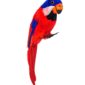 ACCESSOIRES DE FETE-PERROQUET-PERROQUET DE PIRATE-ACCESSOIRES PIRATE