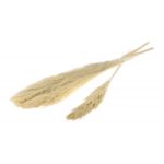 ARTICLES DE FETE-DECORATION NATURELLE-PAMPA