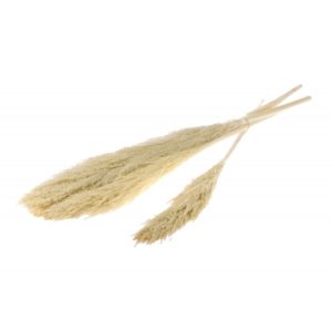 ARTICLES DE FETE-DECORATION NATURELLE-PAMPA