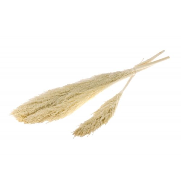 ARTICLES DE FETE-DECORATION NATURELLE-PAMPA
