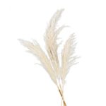 ARTICLES DE FETE-DECORATION NATURELLE-PAMPA-TIGE DE PAMPA
