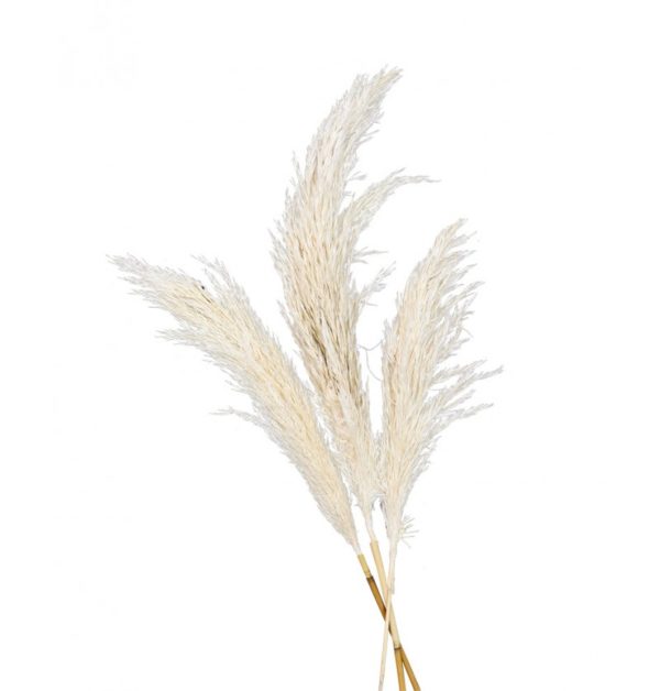 ARTICLES DE FETE-DECORATION NATURELLE-PAMPA-TIGE DE PAMPA
