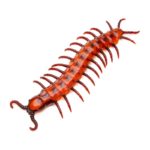 FETESETOCCASIONS-HALLOWEEN-INSECTES-CENTIPEDE-GEANT