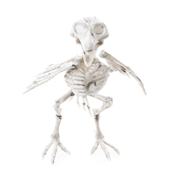 FETESETOCCASIONS-HALLOWEEN-INSECTESHALLOWEEN-CORBEAU-SQUELETTE