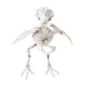 FETESETOCCASIONS-HALLOWEEN-INSECTESHALLOWEEN-CORBEAU-SQUELETTE